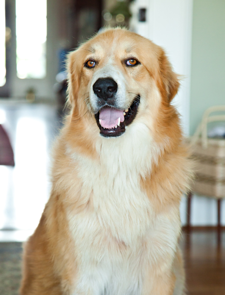 golden labrador