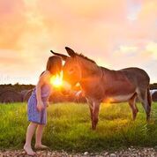 a girl and donkey